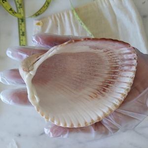 Large Cockle Shell